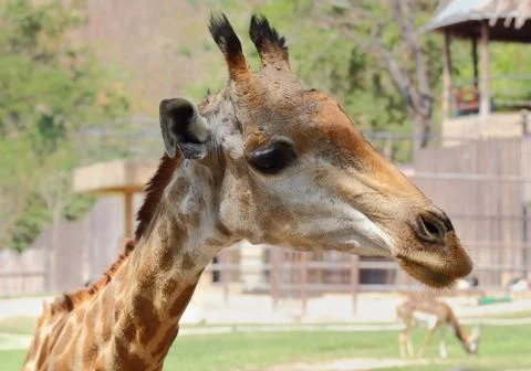 Giraffe Stock Photos