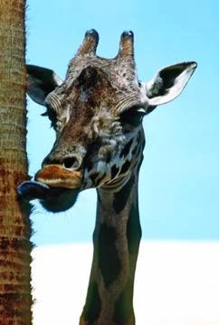 Giraffe Stock Photos