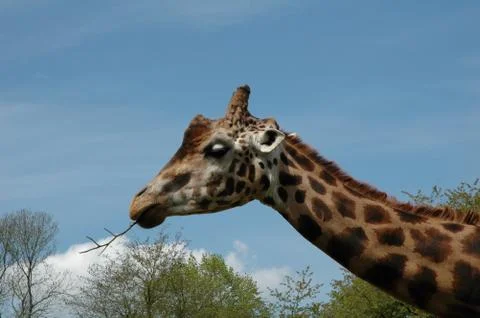 Giraffe Stock Photos