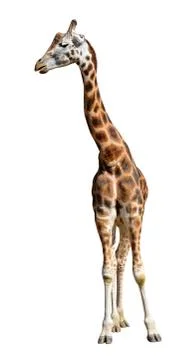 Giraffe Stock Photos