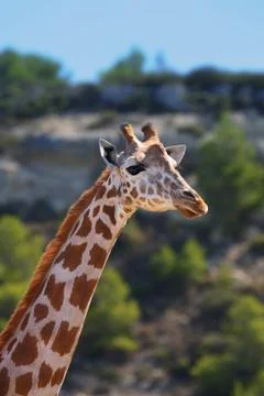 Giraffe Stock Photos
