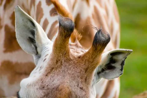 Giraffe 写真素材