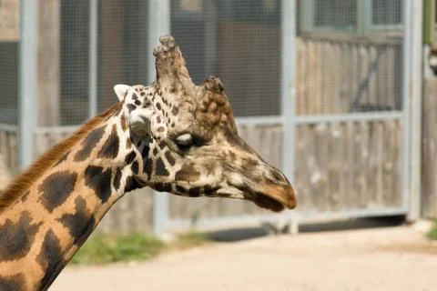Giraffe Stock Photos