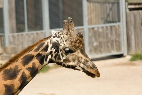 Giraffe Stock Photos