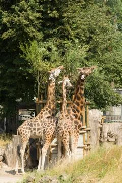 Giraffe Stock Photos