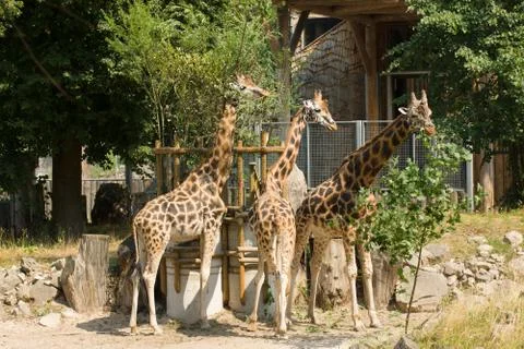 Giraffe Stock Photos