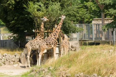 Giraffe Stock Photos