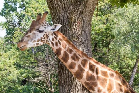 Giraffe Stock Photos