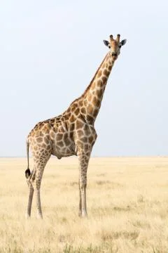 Giraffe Stock Photos