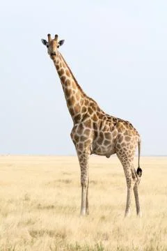 Giraffe Stock Photos