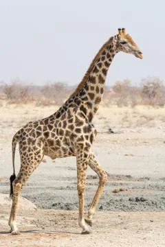 Giraffe Stock Photos