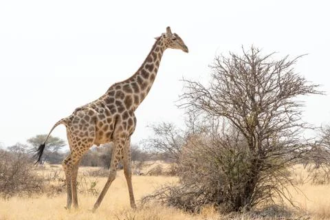 Giraffe Stock Photos