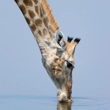 Giraffe Stock Photos
