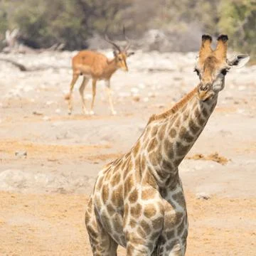 Giraffe Stock Photos