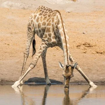 Giraffe Stock Photos