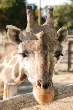 Giraffe Stock Photos