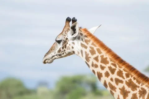 Giraffe Stock Photos