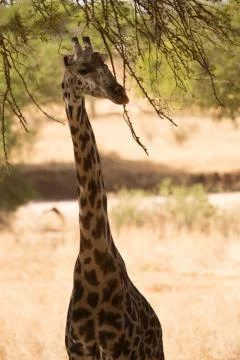 Giraffe Stock Photos