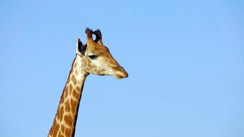 Giraffe Stock-Fotos