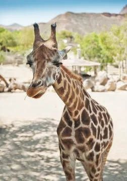 Giraffe Stock Photos