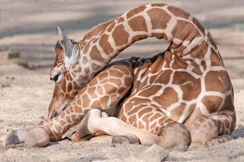 Giraffe Stock Photos