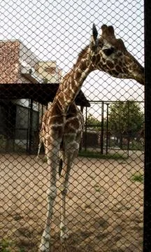 Giraffe Stock Photos
