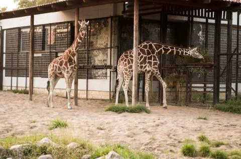 Giraffe Stock Photos