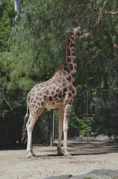 Giraffe Foto stock