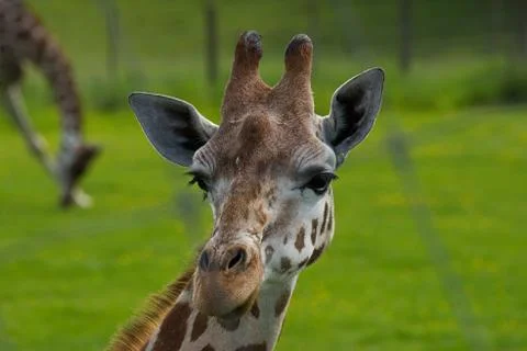 Giraffe Stock Photos