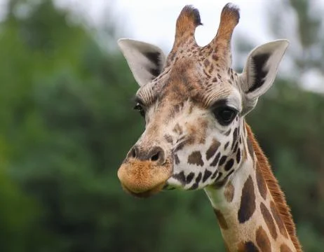 Giraffe Stock Photos