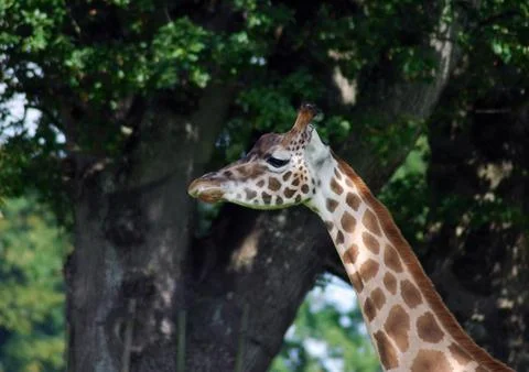 Giraffe Stock Photos