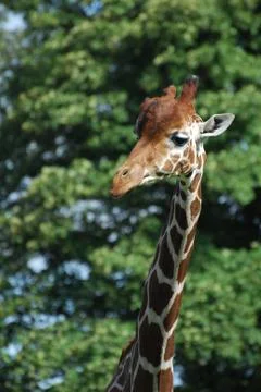 A Giraffe Stock Photos