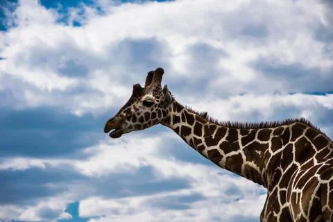 Giraffe Stock Photos