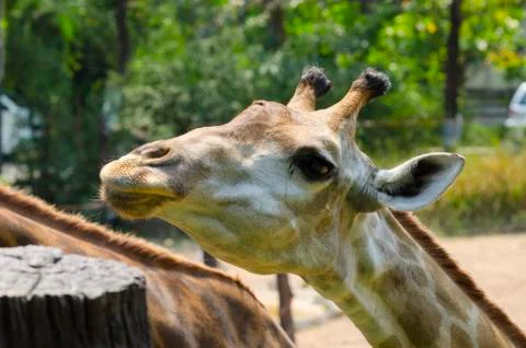 Giraffe Stock Photos