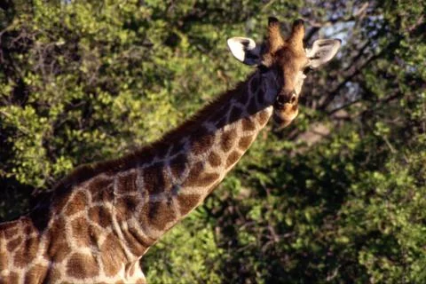 Giraffe Stock Photos