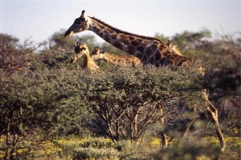 Giraffe Stock Photos