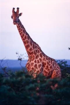 Giraffe Stock Photos