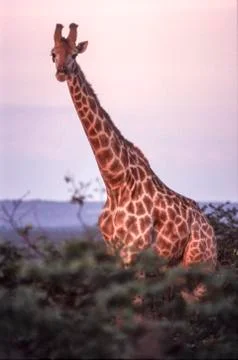 Giraffe Stock Photos