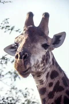 Giraffe Stock Photos