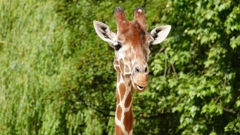 Giraffe. 写真素材