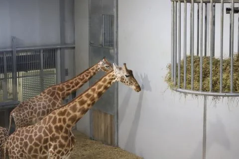 Giraffe Stock Photos