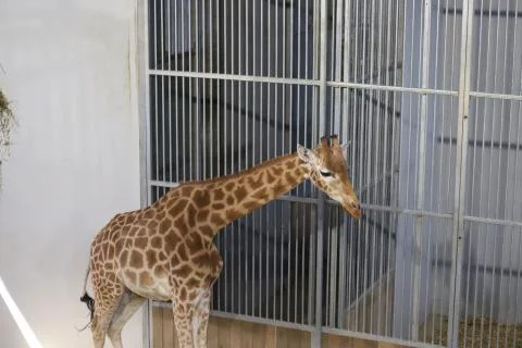 Giraffe Stock Photos