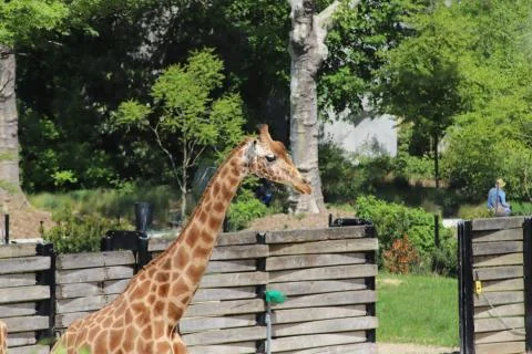 Giraffe Stock Photos