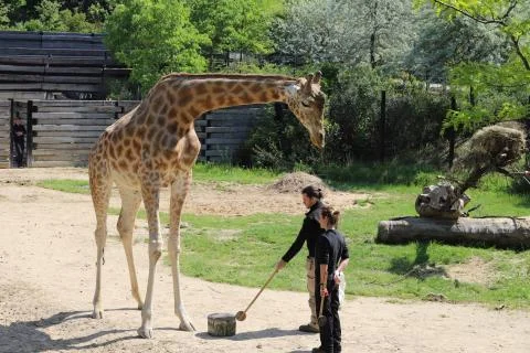 Giraffe Stock Photos