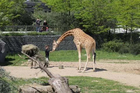 Giraffe Stock Photos