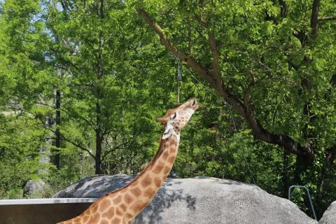 Giraffe Stock Photos