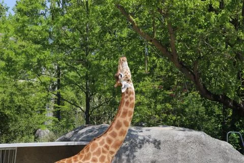 Giraffe Stock Photos