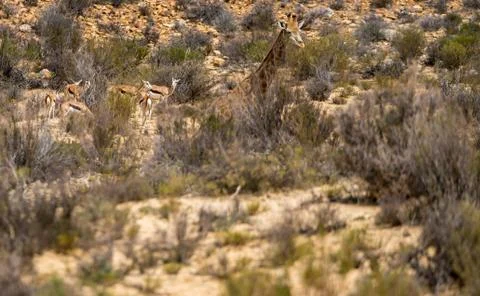 Giraffe Stock Photos