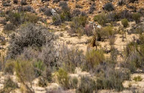 Giraffe Stock Photos