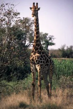 Giraffe Stock Photos